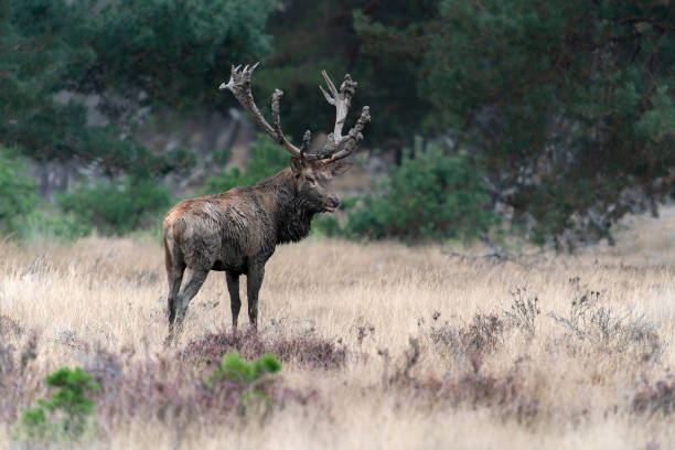 istock Red deer (Cervus elaphus) stag covered with mud in rutting season 1427535041