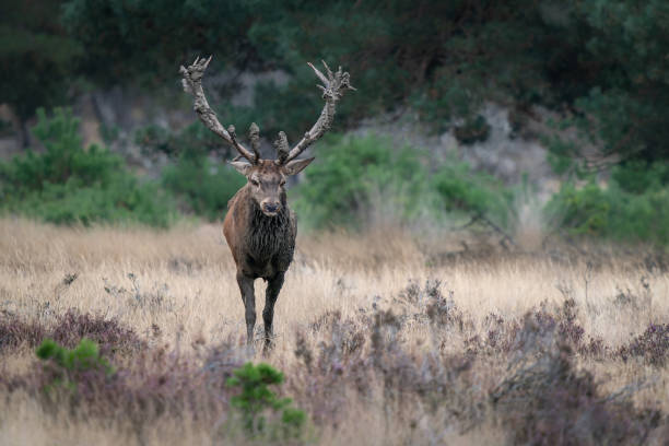 istock Red deer (Cervus elaphus) stag covered with mud in rutting season 1427535058