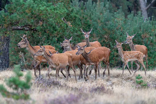 A group of Red deer (Cervus elaphus) in rutting season on the fields of National Park Hoge Veluwe in the Netherlands. Forest in the background.