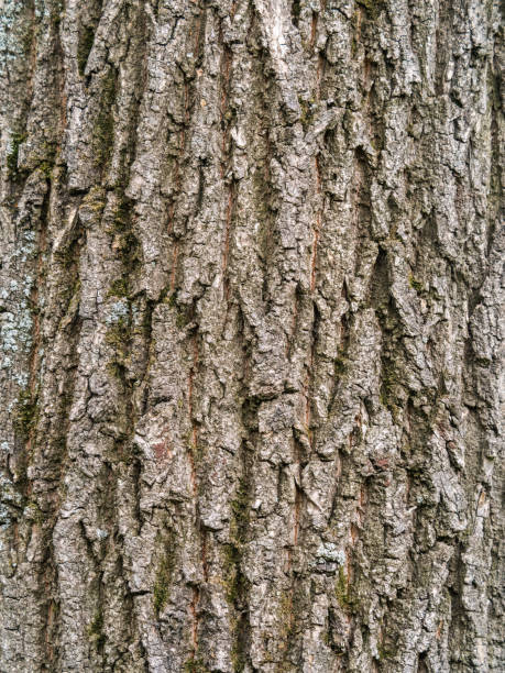 오래된 나무 줄기의 껍질 질감과 배경 - 나무 껍질 뉴스 사진 이미지