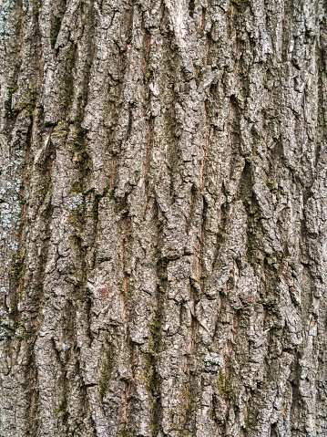 Bark texture and background of a old tree trunk. Detailed bark texture. Natural background