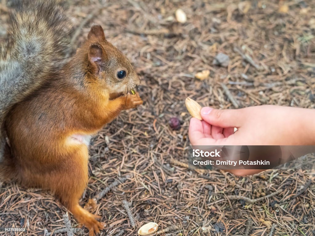 A squirrel in the spring or autumn eats nuts from a human hand. Eurasian red squirrel, Sciurus vulgaris A squirrel in the spring or autumn eats nuts from a human hand. Eurasian red squirrel, Sciurus vulgaris. A Helping Hand Stock Photo