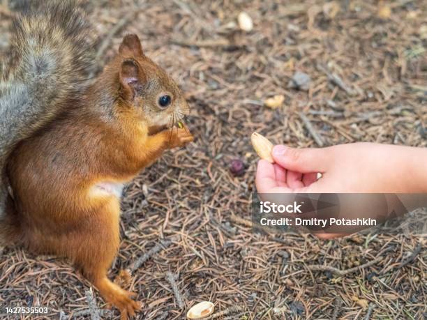 A Squirrel In The Spring Or Autumn Eats Nuts From A Human Hand Eurasian Red Squirrel Sciurus Vulgaris Stock Photo - Download Image Now