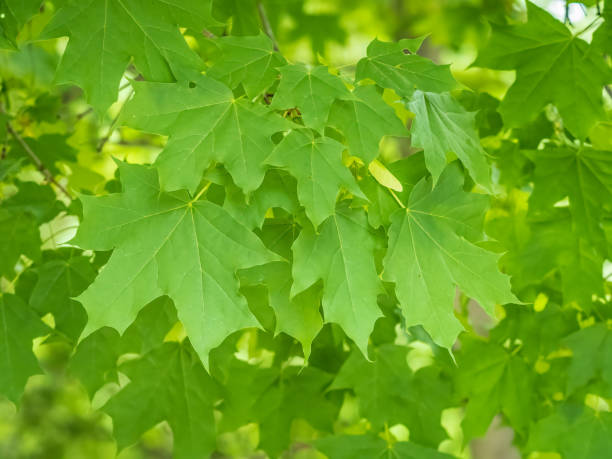 istock Spring branches of maple tree with fresh green leaves on blurred background 1427535520