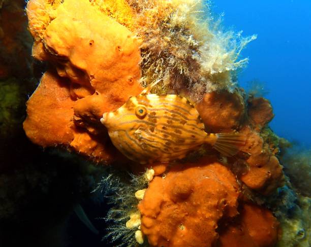 мозаичная кожаная куртка рыбы против кораллов - victoria sponge стоковые фото и изображения