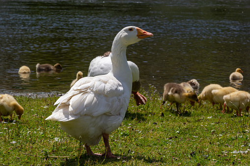 Egyptian goose family in the wild. The female, male and goslings of the Egyptian goose are resting in the grass. Adult goose with goslings. Spring brood. Cute fluffy goslings.