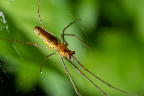 istock Tetragnatha montana on the termuric on a leaf on a summers day 1427536851