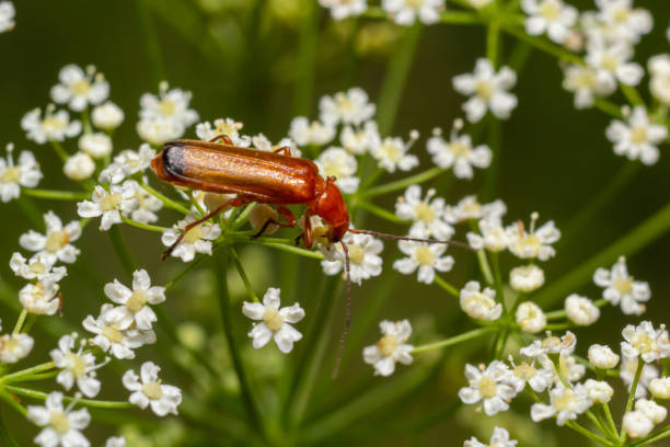 Black-tipped soldier beetle, Rhagonycha fulva, on white flowers Black-tipped soldier beetle, Rhagonycha fulva, on white flowers. rhagonycha fulva stock pictures, royalty-free photos & images