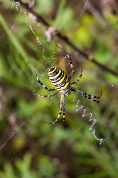 istock Spider wasp. Spider Argiope bruennichi on web on a green background. Close-up 1427537558