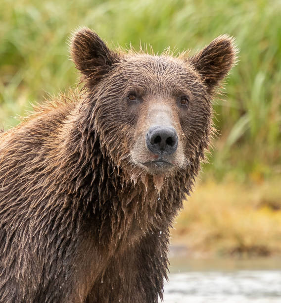 istock Portrait of  Brown Bear 1427538859