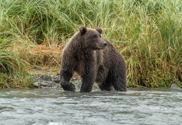 istock Kodiak Brown Bear Adult 1427538954
