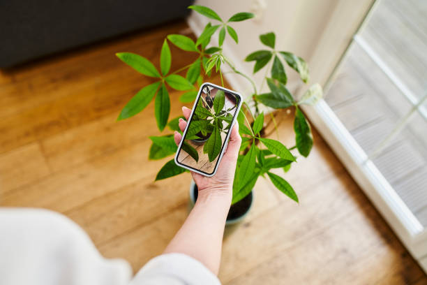 istock Woman identify plant with smartphone. Plant identification app concept 1427539134