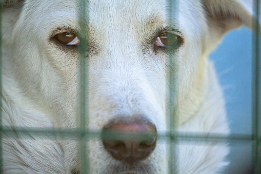 Close up view of a sad white dog looking at camera behind the wires of fence.