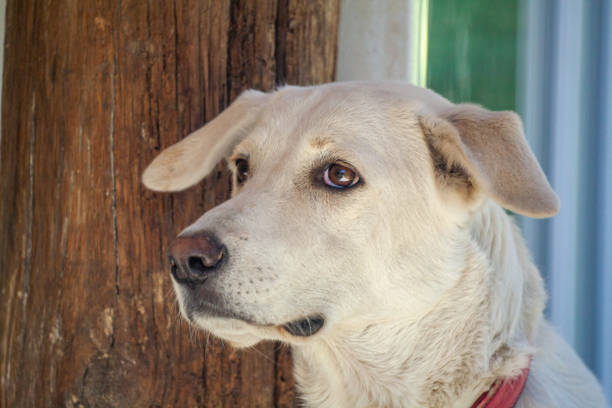 View of a white dog watching around in garden.
