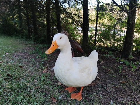 Portrait of Duck on the lake