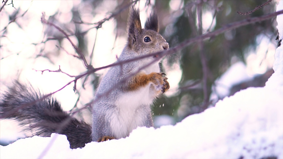 Close up for gray squirrel taking nut carefully from human hand on a snowy tree branch in winter. Squirrel sitting on a snowy tree branch and eating peanut from hand in red mitten in winter park