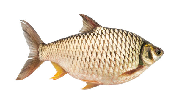 istock Barbonymus gonionotus isolated on white background. Elements with clipping path. 1427541370
