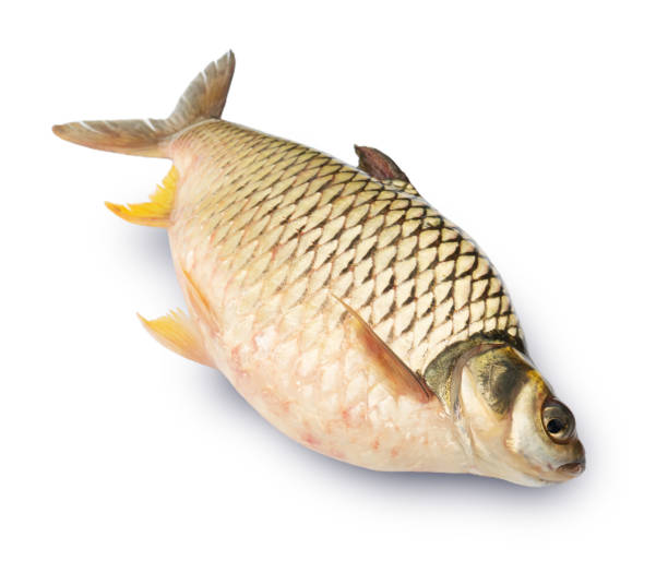 istock Barbonymus gonionotus isolated on white background. Elements with clipping path. 1427541379