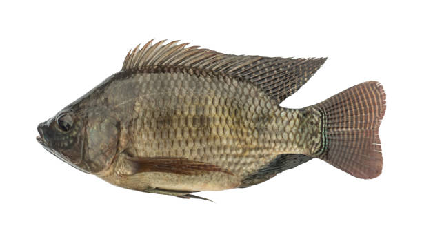 oreochromis niloticus isolado em fundo branco. elementos com caminho de recorte. - oreochromis niloticus - fotografias e filmes do acervo