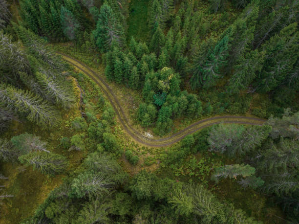 Aerial view of forest road