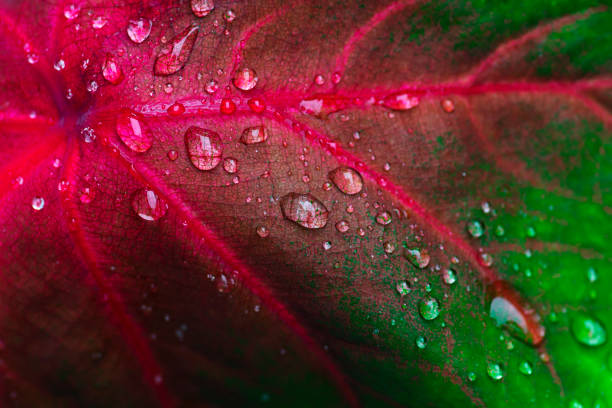 istock water drops on tropical foliage, purity nature background 1427542886