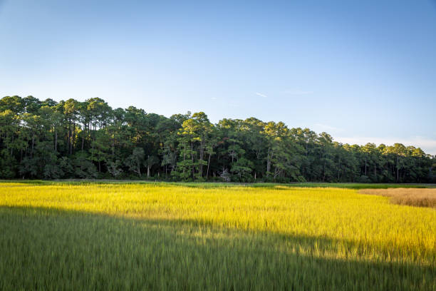 South Carolina wetland, natural landscape stock photo