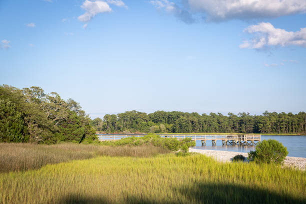 South Carolina wetland, natural landscape stock photo
