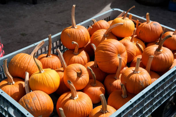 istock Vibrant beautiful pumpkins close up. 1427545133