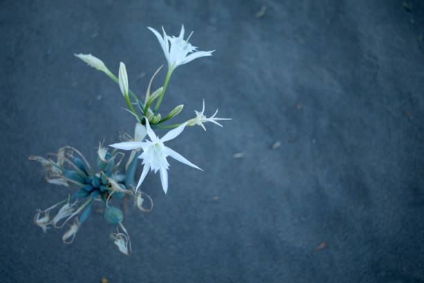 sand Lily in the Mediterranean beach
