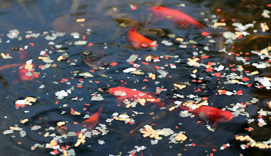 Goldfish in a pond with fish food