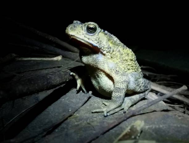 Bufo melanostictus Schneider, Asian black-spined toad Bufo melanostictus Schneider, Asian black-spined toad, a species of Amphibians in the family Bufonidae spined stock pictures, royalty-free photos & images