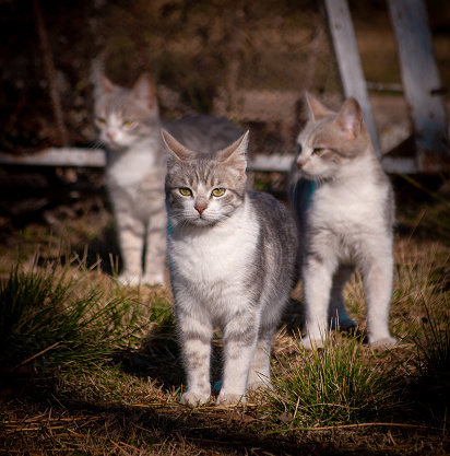 Close up portrait of cute little european cat against gray background. Puppy of stray cat looking at camera with suspicious expression. Sharp focus on eyes. Horizontal studio portrait.