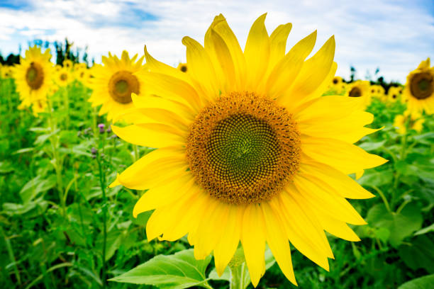 istock Sunflower Field in Bloom 1427553076
