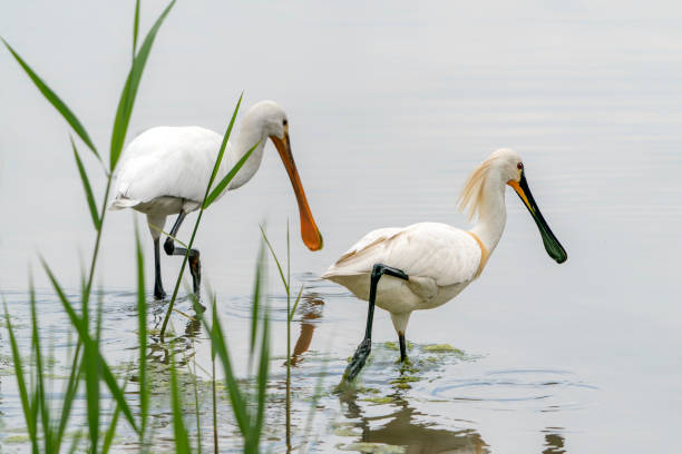 istock Two Eurasian Spoonbill or common spoonbill (Platalea leucorodia)  hunting for food. 1427553726
