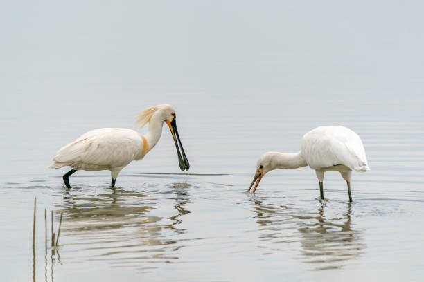 istock Two Eurasian Spoonbill or common spoonbill (Platalea leucorodia)  hunting for food. 1427553735