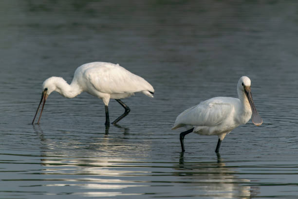 istock Two Eurasian Spoonbill or common spoonbill (Platalea leucorodia)  hunting for food. 1427554359