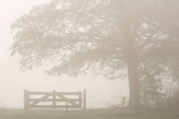 Tree with fence on foggy morning