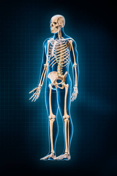 istock Human skeletal system 3D rendering illustration. Three-quarter anterior or front view of full skeleton with male body contours on blue background. Anatomy, osteology, medicine, science, biology concepts. 1427556210
