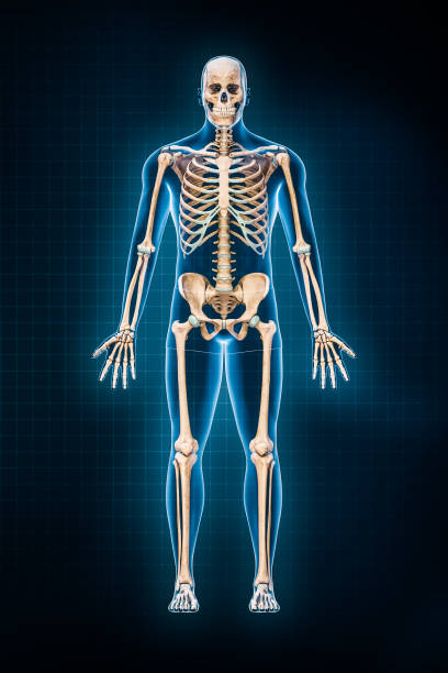 istock Human skeletal system 3D rendering illustration. Anterior or front view of full skeleton with male body contours on blue background. Anatomy, osteology, medicine, science, biology concepts. 1427556288