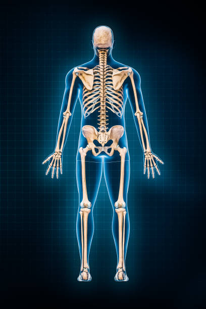 istock Human skeletal system 3D rendering illustration. Posterior or rear view of full skeleton with male body contours on blue background. Anatomy, osteology, medicine, science, biology concepts. 1427556363