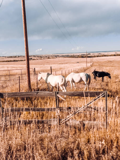 istock Horses in the pasture 1427556632