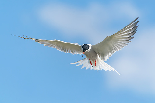 Common Tern (Sterna hirundo) in flight. Gelderland in the Netherlands.
