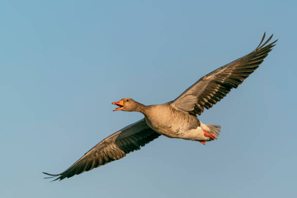 Greylag Goose (Anser anser)  in flight. Greylag Goose (Anser anser)  in flight. Gelderland in the Netherlands. Isolated on ablue sky background. greylag goose stock pictures, royalty-free photos & images