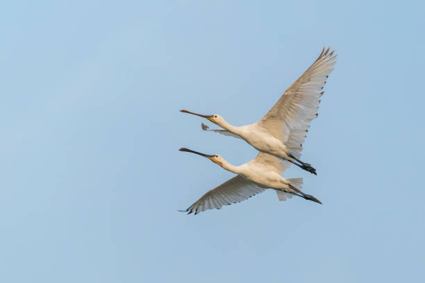 istock Beautiful Eurasian Spoonbill or common spoonbill (Platalea leucorodia)  in flight. 1427557152