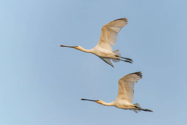 istock Beautiful Eurasian Spoonbill or common spoonbill (Platalea leucorodia)  in flight. 1427557153
