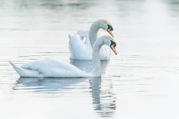 istock Two Mute Swan (Cygnus olor) floating on water with reflection. 1427557276
