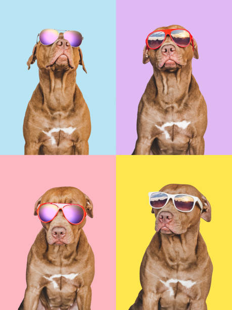 istock Lovable, pretty brown puppy, sun hat and sunglasses 1427559015