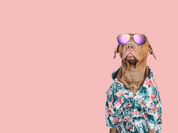 istock Lovable, pretty brown puppy in a Hawaiian shirt 1427559721