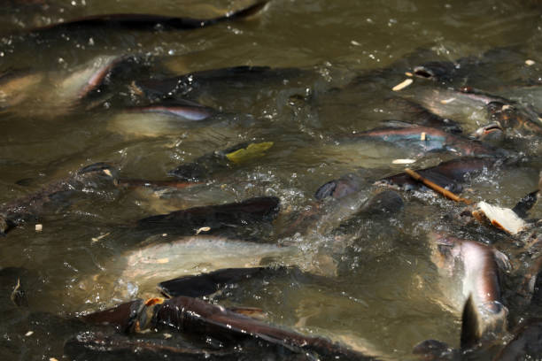 istock Fish in the river Chao Praya in Bangkok 1427560669