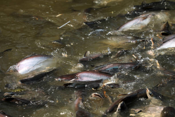istock Fish in the river Chao Praya in Bangkok 1427560670